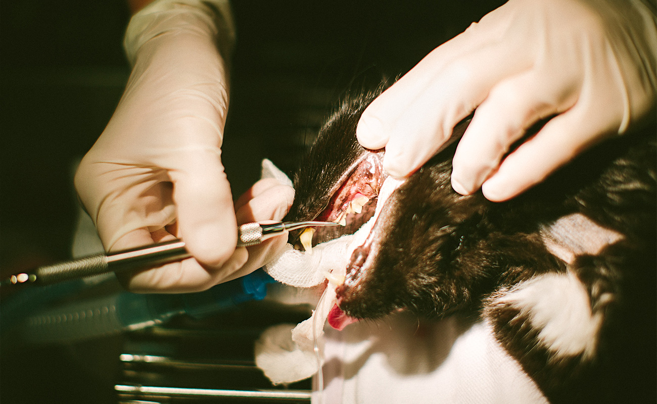 Pet Dental Care Sydney at Potts Point Vet - Dental Xray