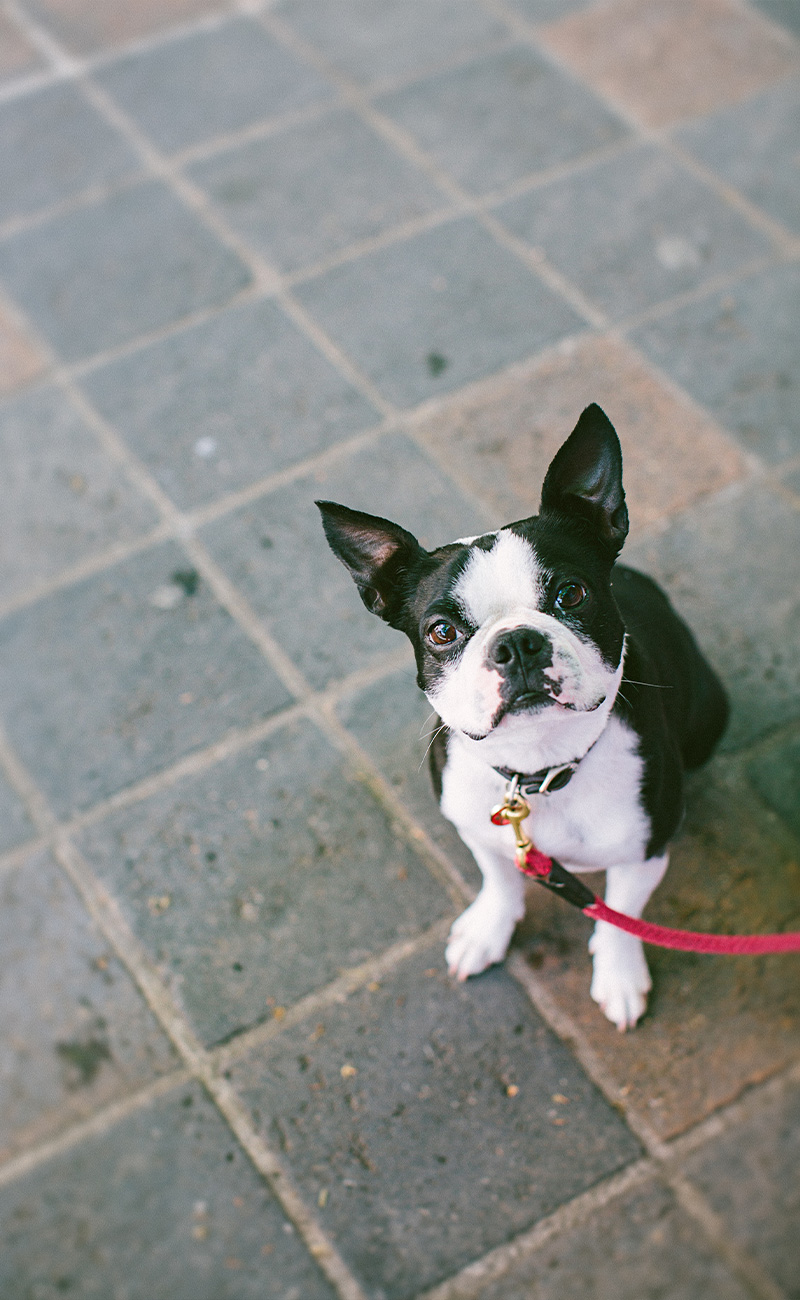 Pet Pain Management at Potts Point Veterinary Hospital