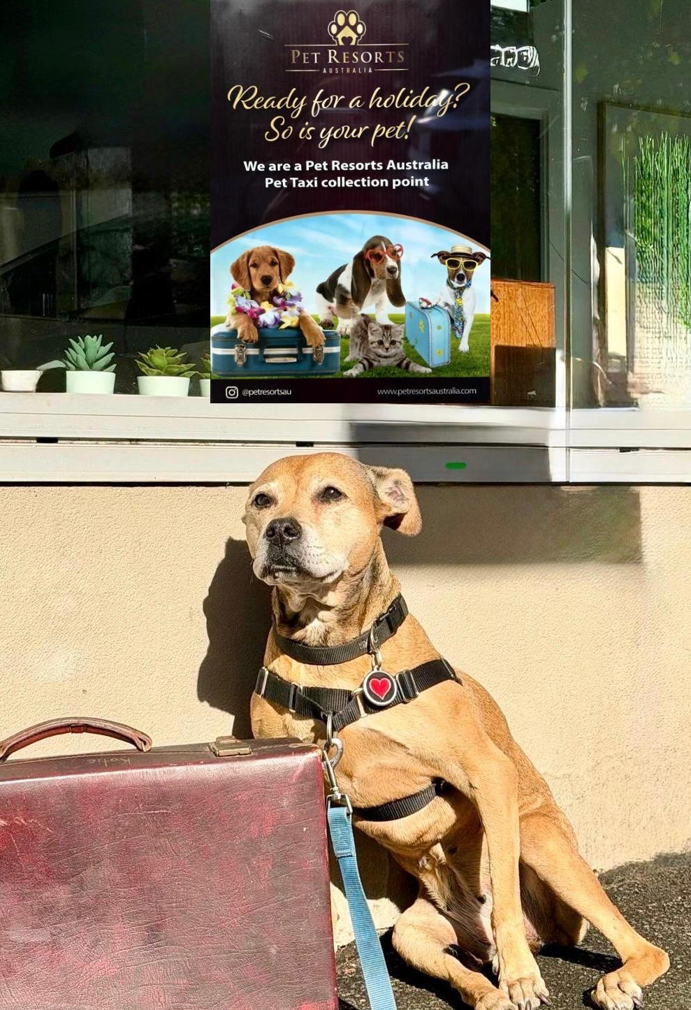 Potts Point Vet - Pet Resorts Taxi