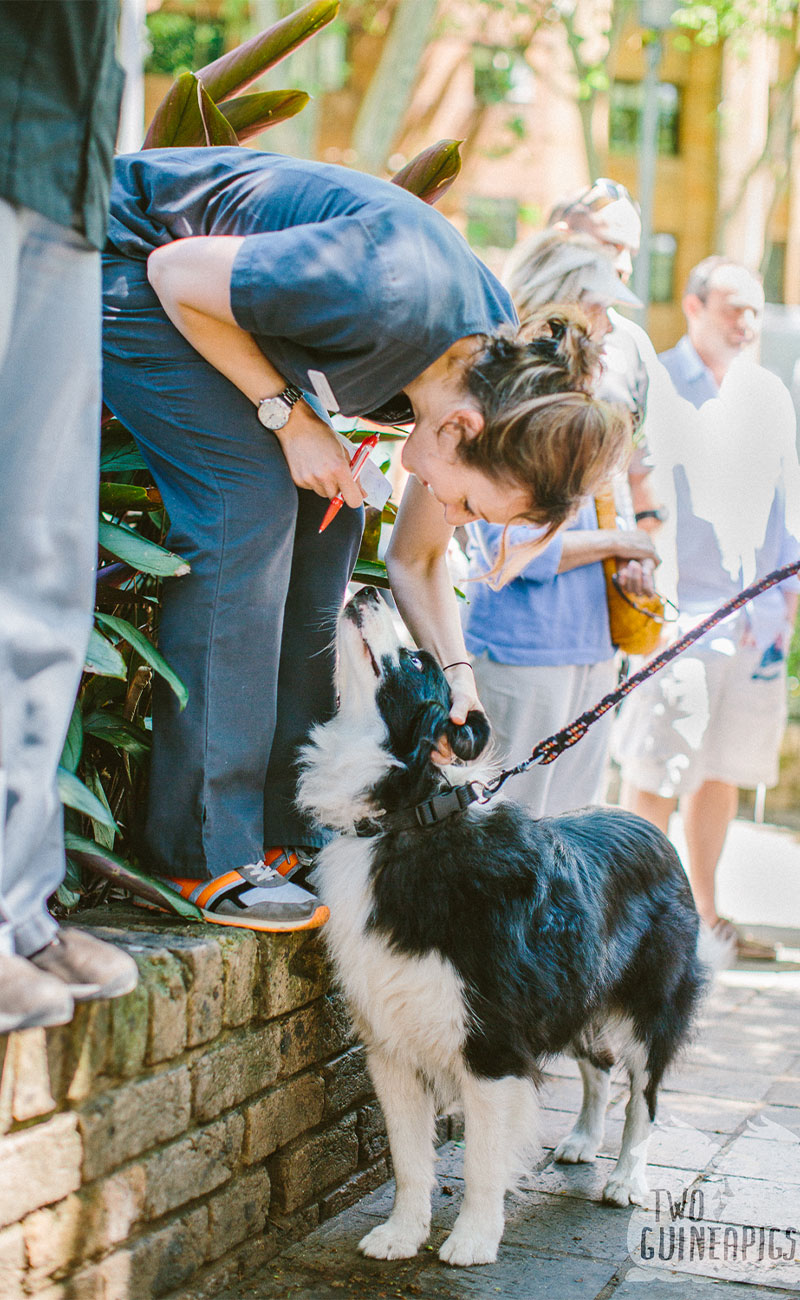 Wellness Care - Potts Point Veterinary Hospital