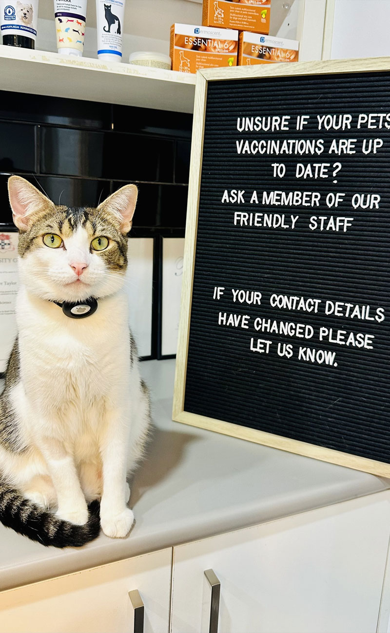 Pet Vaccinations - Potts Point Veterinary Hospital