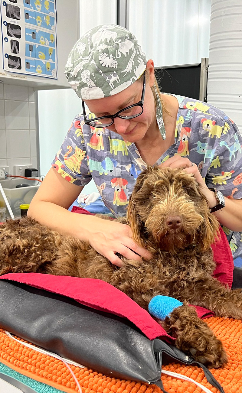 Book Online - Potts Point Vet