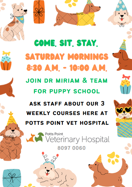 Puppy School Sydney Puppy School Sydney at Potts Point Veterinary Hospital
